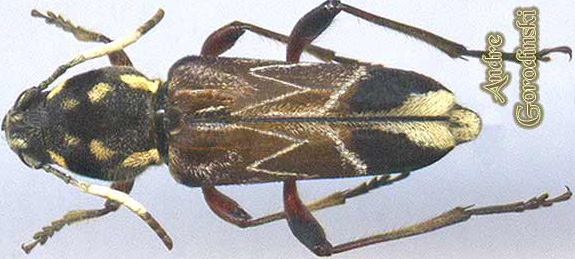 http://www.gorodinski.ru/cerambyx/Xylotrechus dominula.jpg